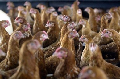 Bird flu costs the Western Cape an estimated R800m in production losses