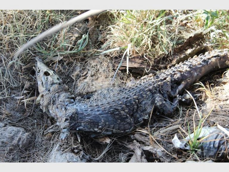 The crocodile carcass was found by a group of children playing at a creek in Dyer Road. Picture: Springs Advertiser
