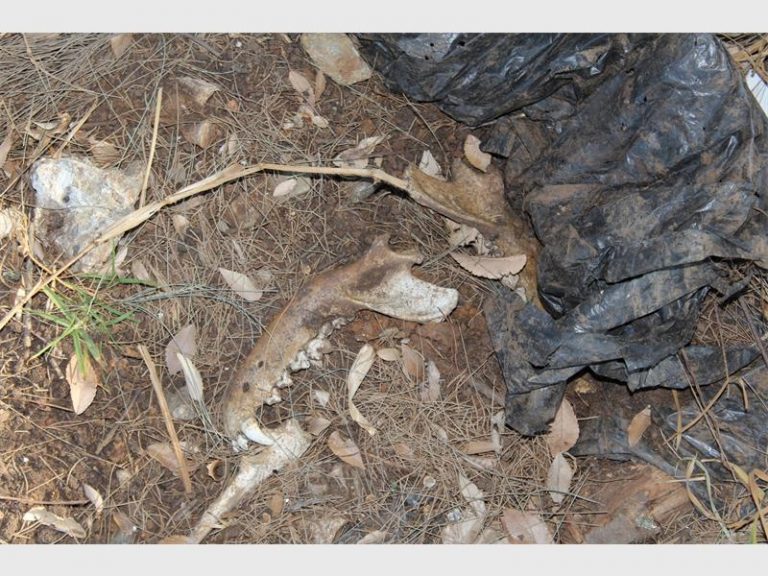 The jaw of an animal was also found at the creek in Dryer Road, Strubevale. Picture: Springs Advertiser