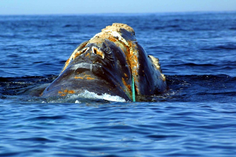 Unusual spike in whale deaths in Canada, US sparks probe Unusual spike in whale deaths in Canada, US sparks probe