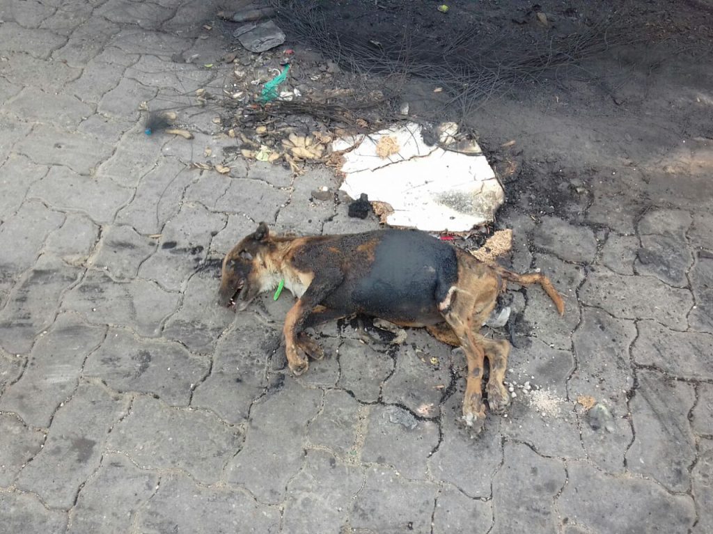 A dog was necklaced in Nelson Mandela Boulevard.