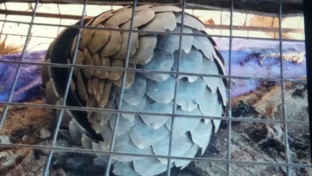 The pangolin recovered in Tzaneen.