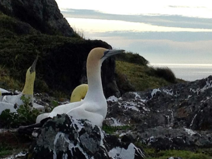 Image result for South Africa detects avian flu in seabirds