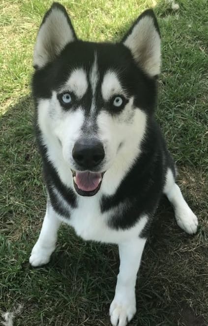 Let a Husky steal your heart this Valentine's Day.