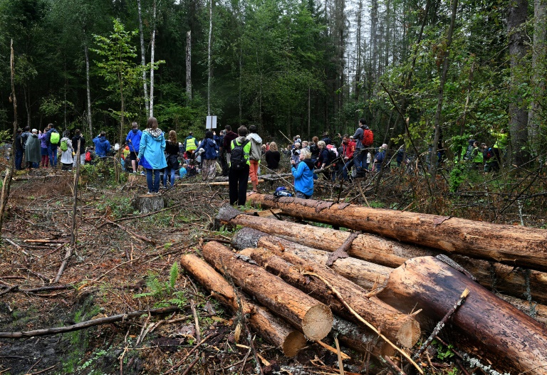 EU Court: Poland's Forest Management Led to Partial Loss of Bialowieza Site