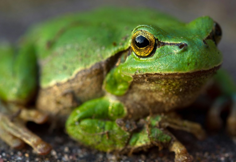 Deadly Frog Fungus Started In Korea, Scientists Find