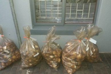 Abalone worth R3.5m seized in Ottery, Cape Town