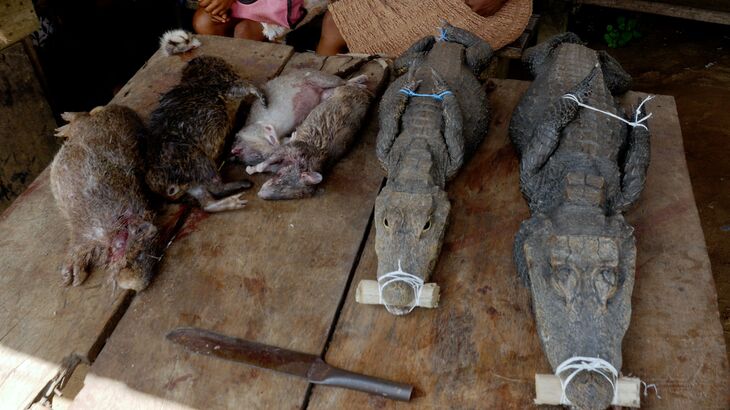 Bushmeat trade identified as potential spreader of zoonotic disease ...